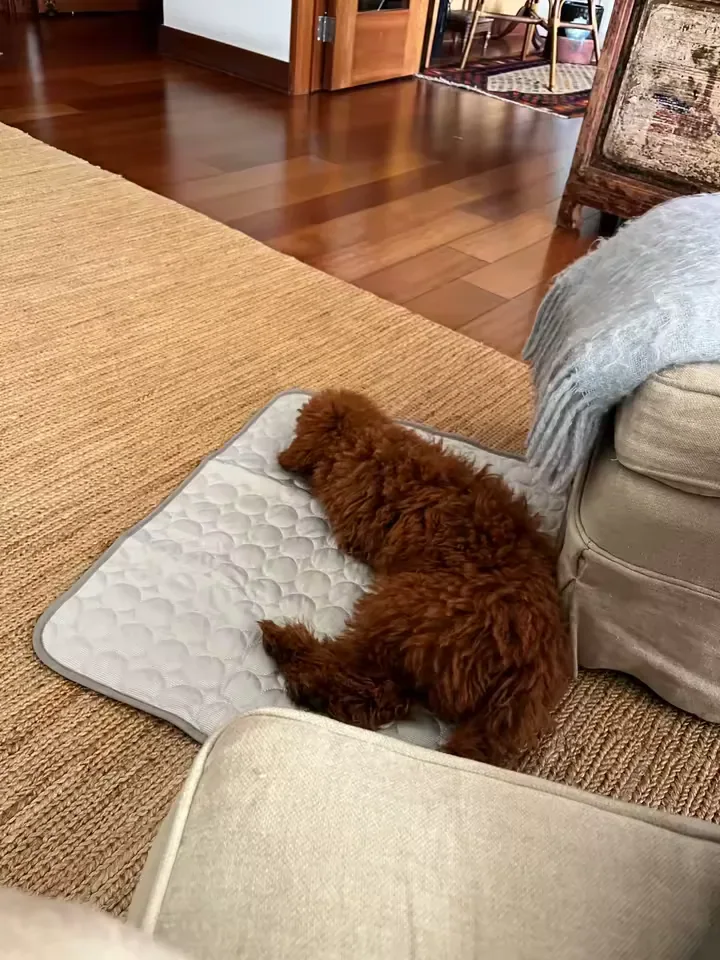 Apricot poodle lying on a Frimouf cooling mat