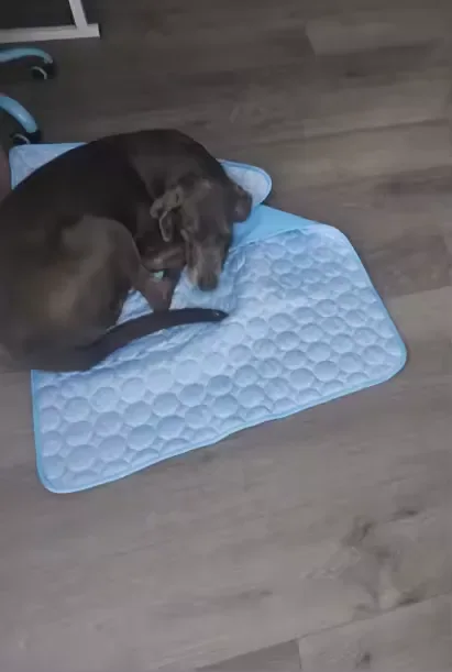 Chocolate dachshund on a Frimouf cooling mat