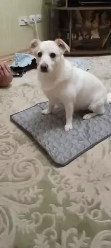 Small white dog sitting on a Frimouf cooling mat