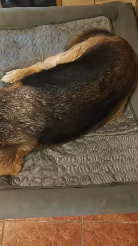 Large dog stretched out on a Frimouf cooling mat