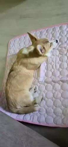 Shiba-type dog asleep on a Frimouf cooling mat