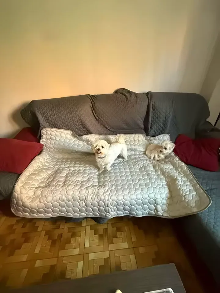 Two small white dogs on a Frimouf cooling mat
