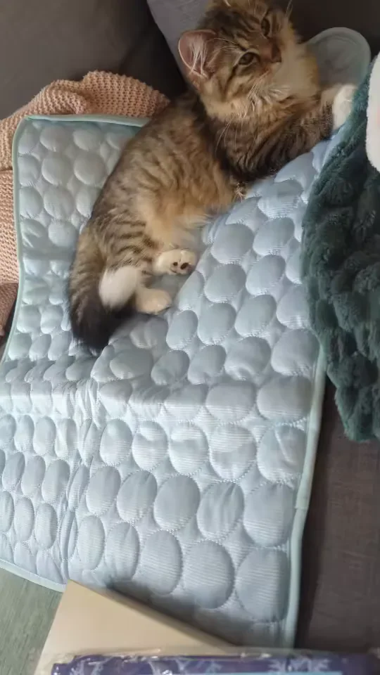 Tabby kitten on a Frimouf cooling mat