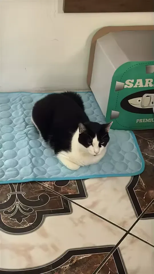 Black and white kitten on a Frimouf cooling mat