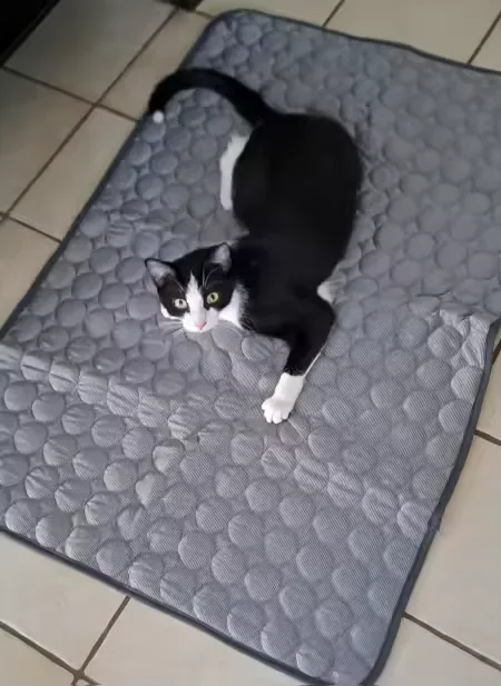 Black and white cat lying on a Frimouf cooling mat