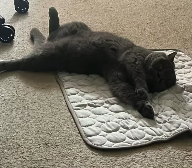 Gray cat stretched out on a Frimouf cooling mat