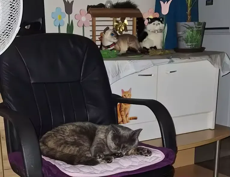 Gray cat asleep on a Frimouf cooling mat on an armchair