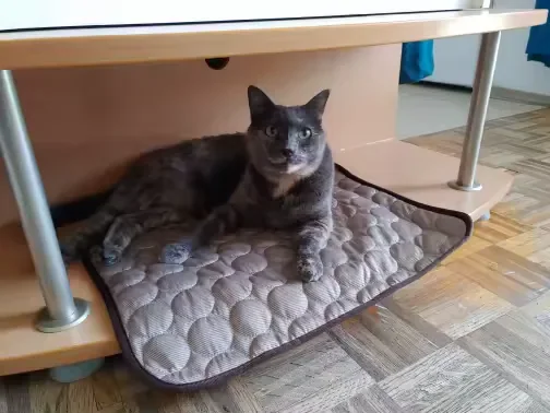 Gray cat lying on a Frimouf cooling mat
