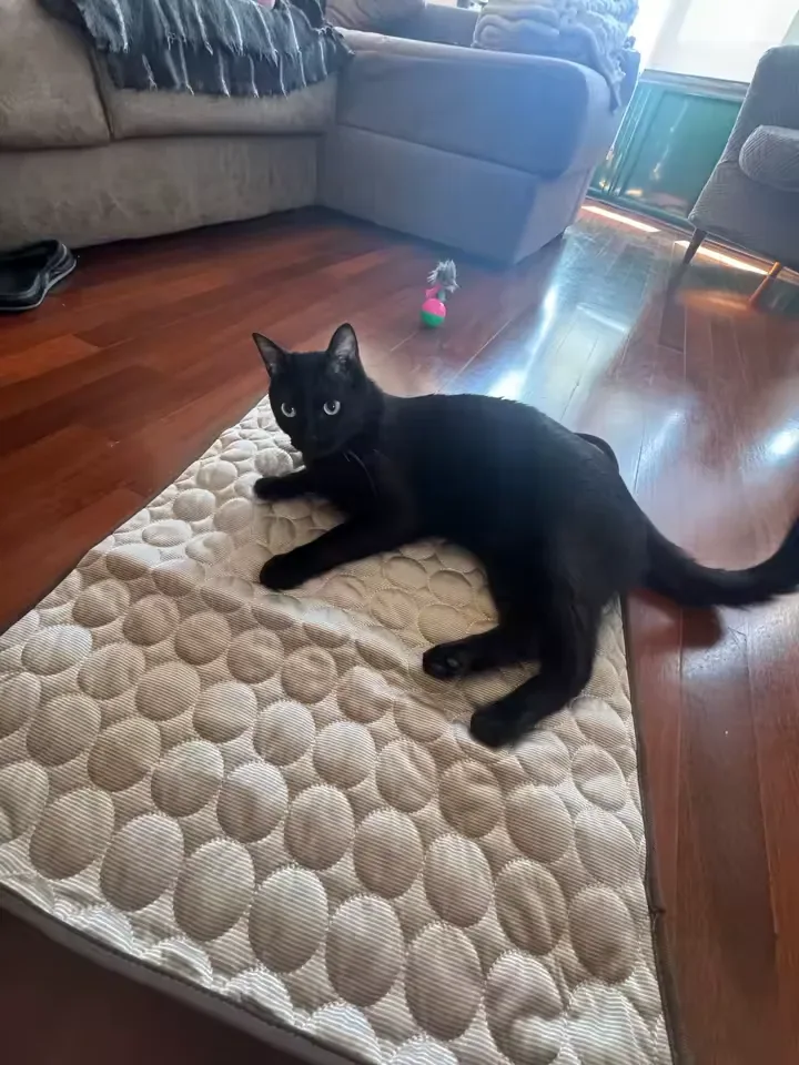 Black cat lying on a Frimouf cooling mat