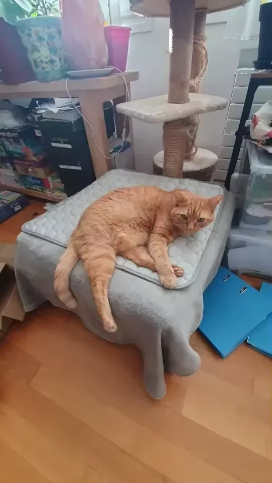 Ginger cat lying on a Frimouf cooling mat