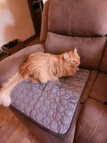 Long-haired ginger cat on a Frimouf cooling mat