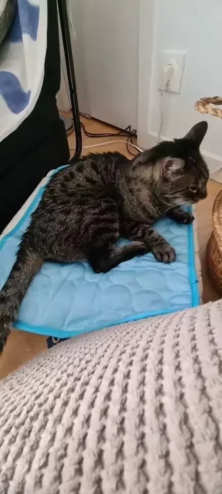 Tabby cat lying on a Frimouf cooling mat
