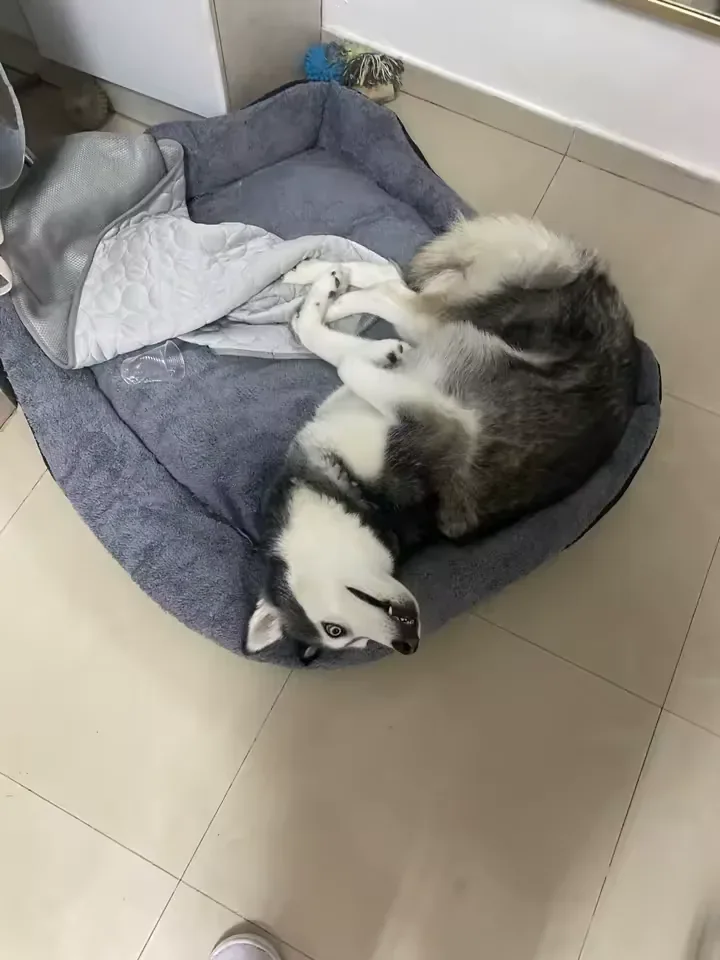 Husky lying next to its Frimouf cooling mat