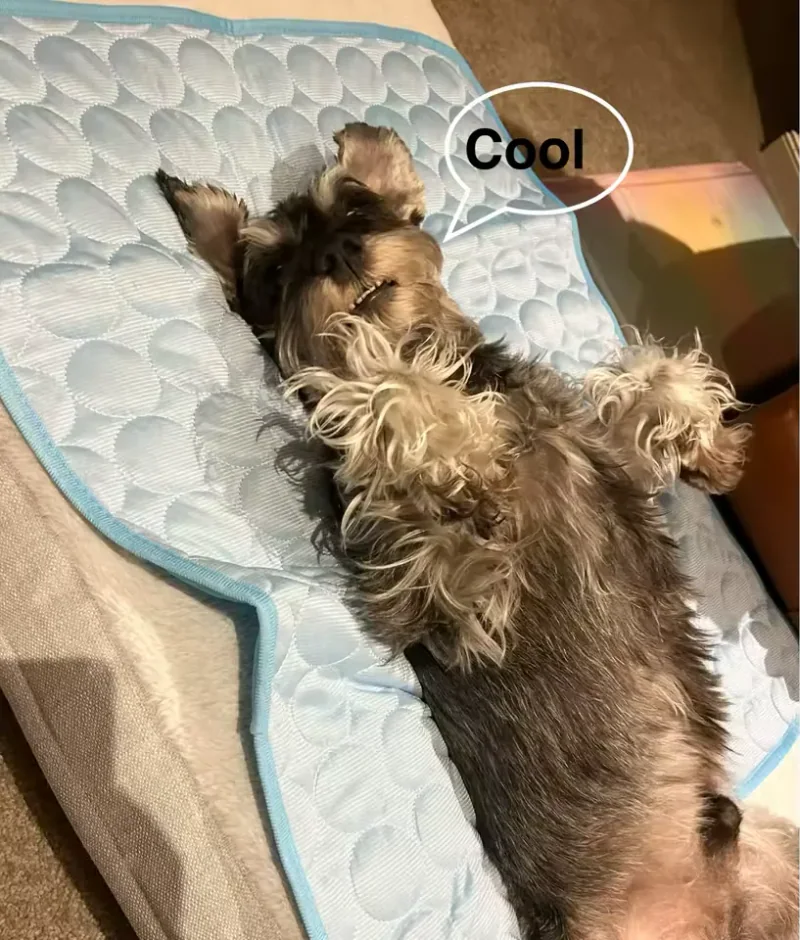 Schnauzer lying on a Frimouf cooling mat